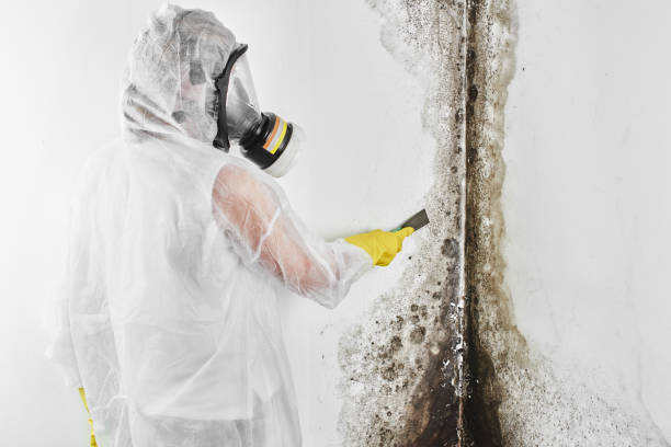 Best Home Mold Removal  in Jeffersonville, KY