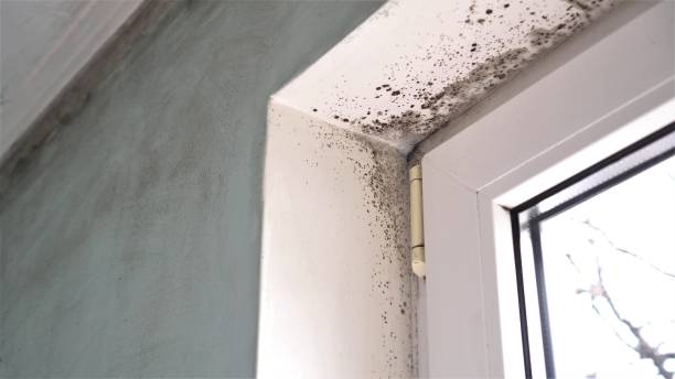 Best Residential Mold Removal  in Jeffersonville, KY