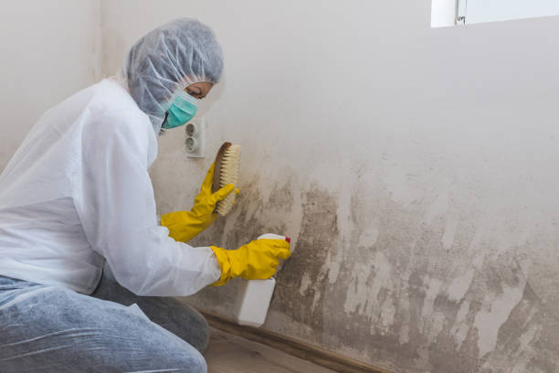 Best Same-Day Mold Removal  in Jeffersonville, KY