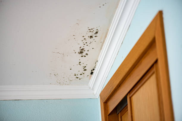 Best Water Damage Restoration  in Jeffersonville, KY