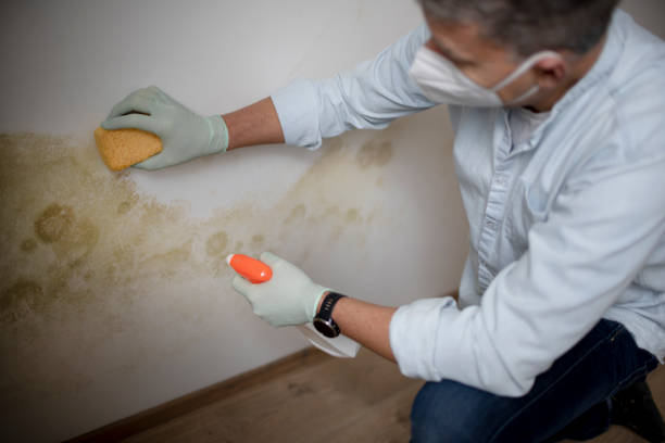 Best Mold Cleaning Services  in Jeffersonville, KY