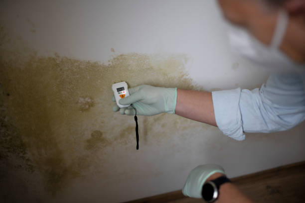 Best Local Mold Removal Service  in Jeffersonville, KY