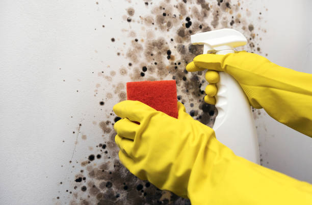 Best Emergency Mold Removal  in Jeffersonville, KY