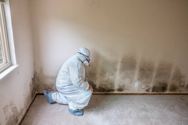 Best Mold Removal Near Me  in Jeffersonville, KY
