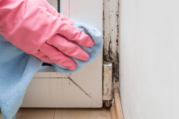 Mold Testing and Removal in Jeffersonville, KY